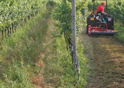 SMWA S between rows at an orchard or vineyard